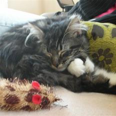 Maine Coon Wallace P