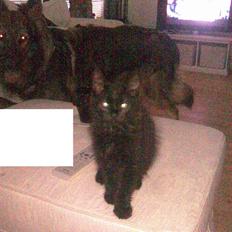 Blanding af racer Nova