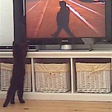 Blanding af racer Nova