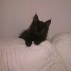 Blanding af racer Nova