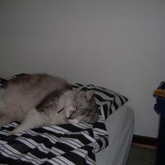 Blanding af racer Pancakes