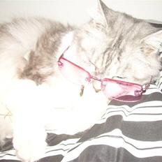 Blanding af racer Pancakes