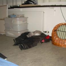 Blanding af racer Pancakes