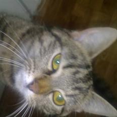 Huskat Misser *GIVET VÆK:(*