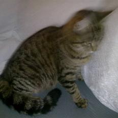 Huskat Misser *GIVET VÆK:(*