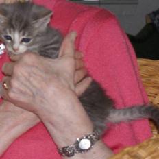 Blanding af racer Mispige