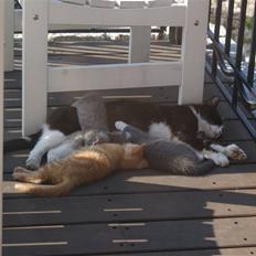 Blanding af racer Mispige