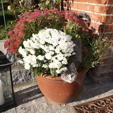 Blanding af racer Mispige