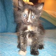 Blanding af racer Bellatrix