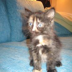 Blanding af racer Bellatrix