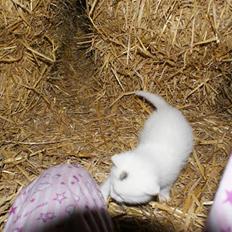 Blanding af racer Trap (DØD)