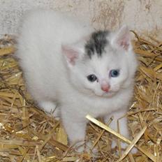 Blanding af racer Trip (DØD)