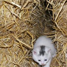 Blanding af racer Trip (DØD)