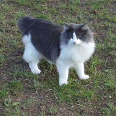 Norsk Skovkat Daisy  ( R.I.P ) (Død)