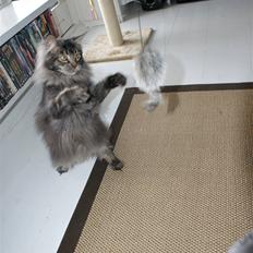 Maine Coon Samson - død 01.10.10