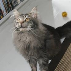 Maine Coon Samson - død 01.10.10