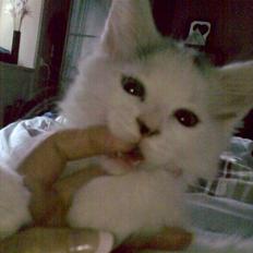 Blanding af racer Bella