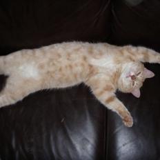 Blanding af racer Ost