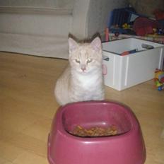 Blanding af racer Ost