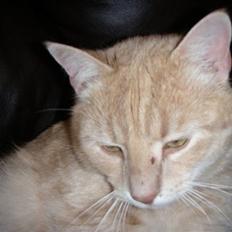 Blanding af racer Ost