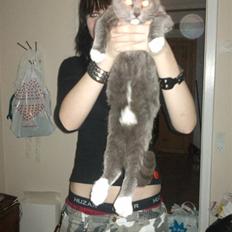 Blanding af racer Cocio