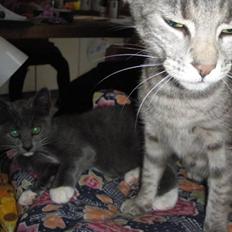 Blanding af racer Cocio