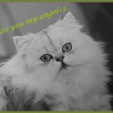 Perser Kimba von Gørtz aka Totte