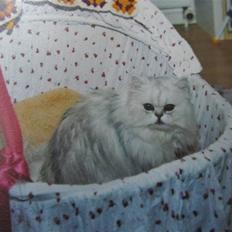 Perser Kimba von Gørtz aka Totte