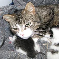 Blanding af racer Nana