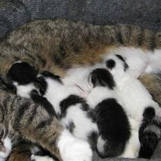 Blanding af racer Nana