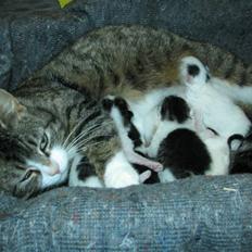 Blanding af racer Nana