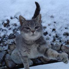 Blanding af racer Misser :D