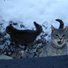 Blanding af racer Misser :D