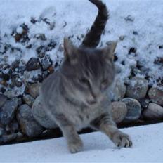 Blanding af racer Misser :D