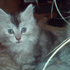 Maine Coon Luna :D (tidl. kat)