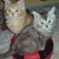 Maine Coon Luna :D (tidl. kat)