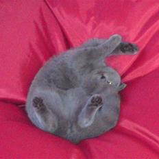 British Shorthair Pomfrit (Fritte)