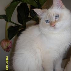 Hellig Birma lucfier