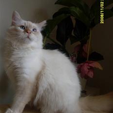 Hellig Birma lucfier