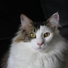 Norsk Skovkat KlanElliott´s Café Romano