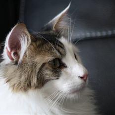 Norsk Skovkat KlanElliott´s Café Romano