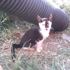 Huskat Thor Død d 4-1-2011