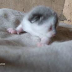 Huskat Thor Død d 4-1-2011