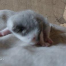 Huskat Thor Død d 4-1-2011