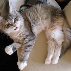 Maine Coon Celina *RIP*