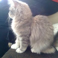 Maine Coon Celina *RIP*