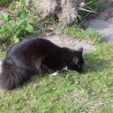 Blanding af racer mista ( aflivet)