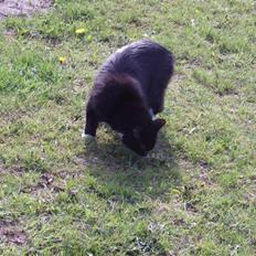 Blanding af racer mista ( aflivet)