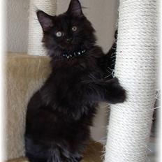 Blanding af racer Aslan P