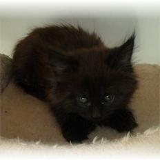 Blanding af racer Aslan P